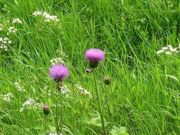 0620_49thistles