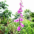 0620_53foxglove