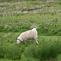 0620_67sheeps