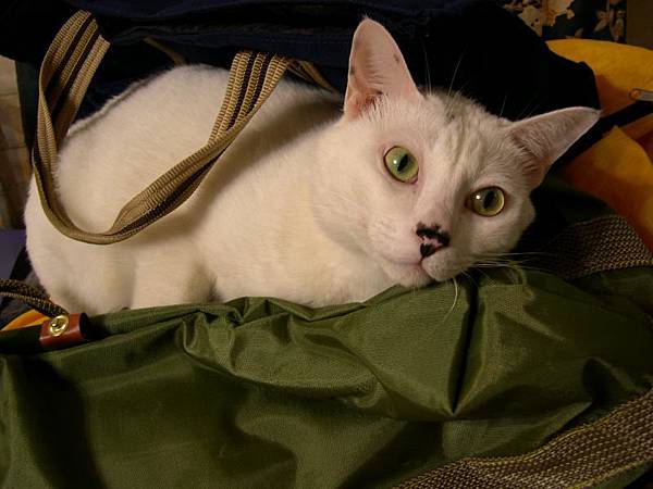 Cat in a pile of bags