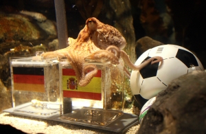 章魚02.jpg 章魚02.jpg