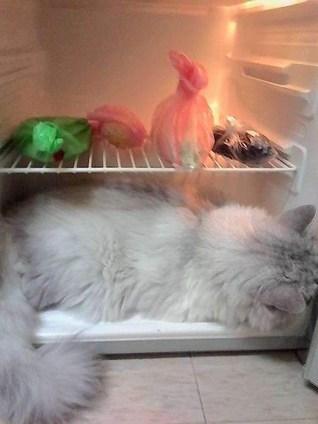 IMG_20150726_123403[1]