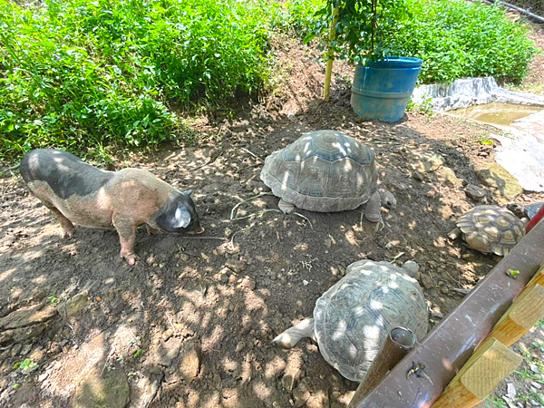 611-613苗栗 赫利豐岳_210704_43 611-613苗栗 赫利豐岳_210704_43