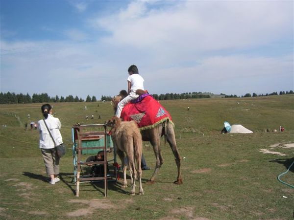 南山牧場騎駱駝 