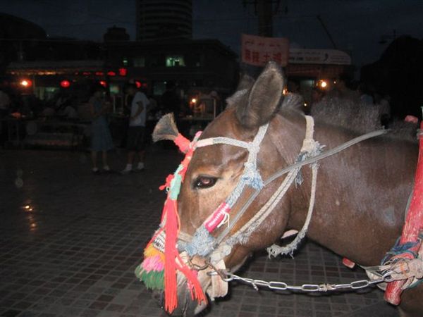 精心打扮的馬 