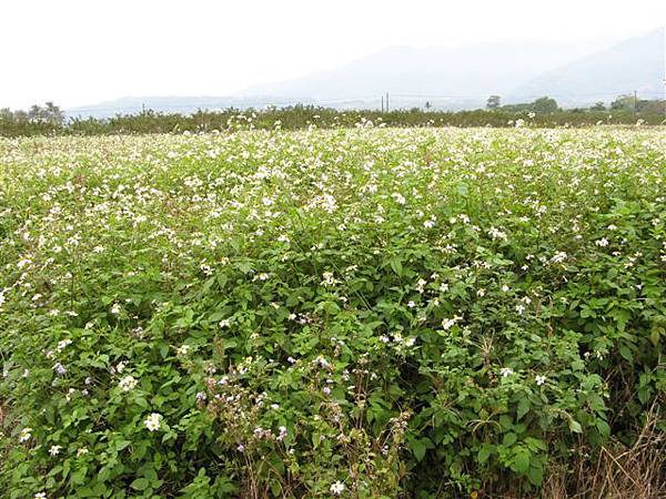 野草─咸豐草茂盛