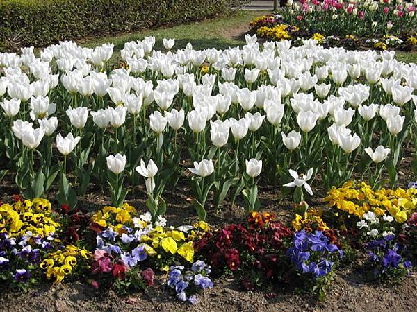 百花盛開的鶴舞公園