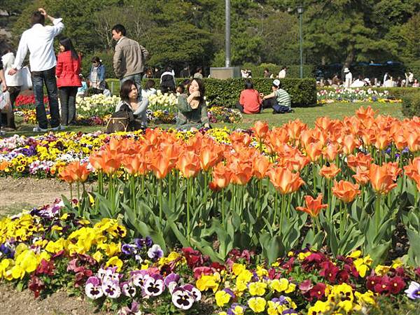 百花盛開的鶴舞公園