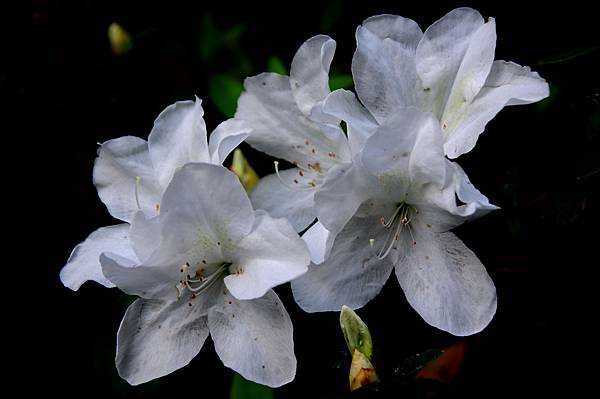 DSC_6522 DSC_6522