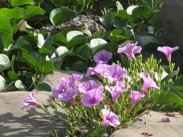 小野柳奇岩