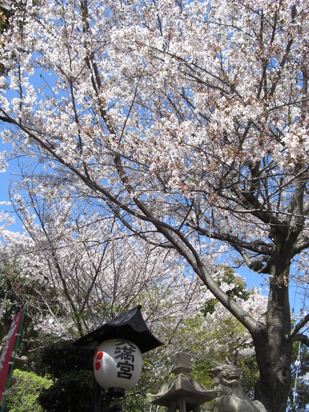 天滿神社既然上不去，只好在這多拍幾張櫻花照囉!