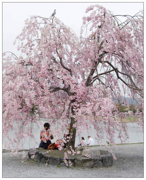 注意看，櫻花樹的頂端站了一隻鴿子喔~
