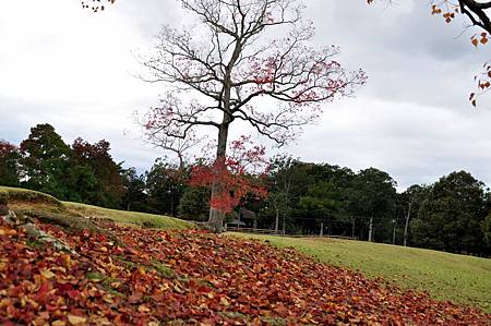 在綠色地毯上灑上了紅色落葉~啊!秋天是一首美麗的詩~