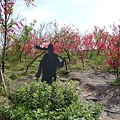 櫻花台--簡章說:人造山岳，遍植櫻花樹，讓櫻台成為櫻花永不凋謝的夢幻之地。