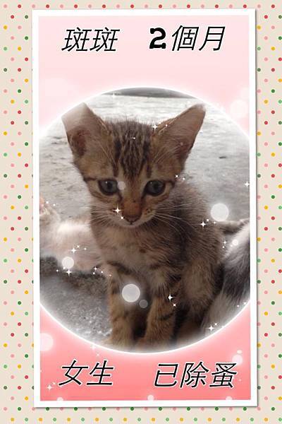 可愛的小母貓斑斑