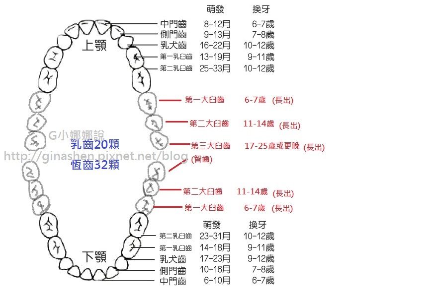 牙齒成長.jpg