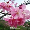 DSC09238.JPG