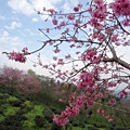 DSC09239.JPG