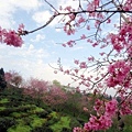 DSC09240.JPG