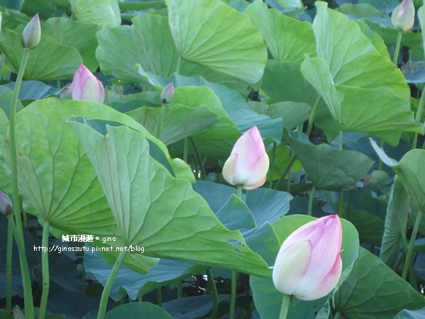 DSC03150.JPG DSC03150.JPG