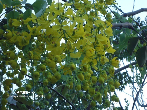 DSC03184.JPG DSC03184.JPG