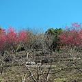 IMG_0043.JPG