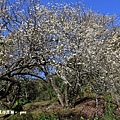 IMG_6036.JPG