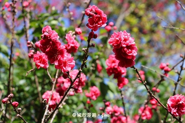 IMG_7463.JPG IMG_7463.JPG