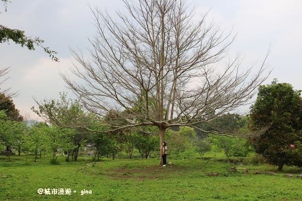 【南投。鹿谷】綠草如茵好散步。小半天風景區~石馬公園