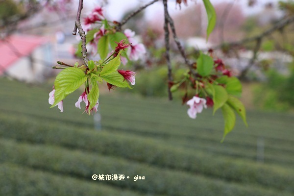 IMG_9323.JPG IMG_9323.JPG