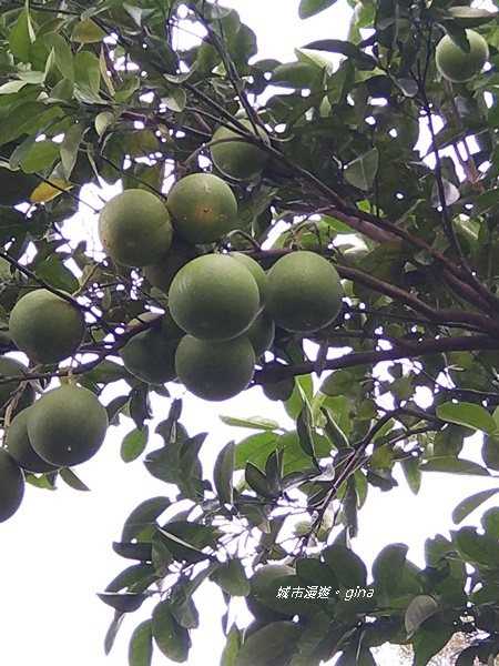 CIMG2452.jpg CIMG2452.jpg