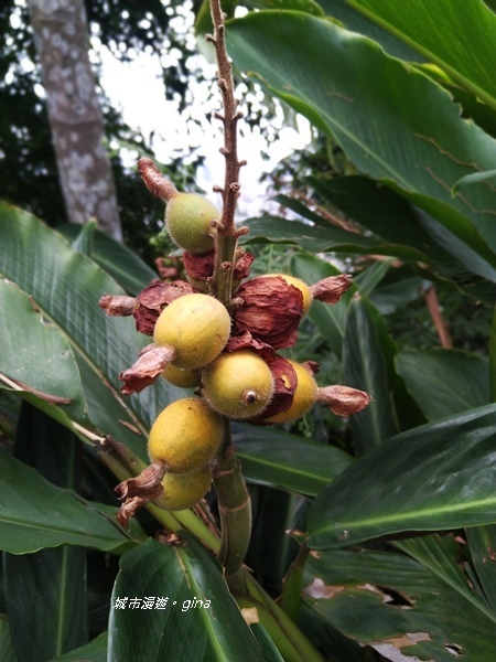 CIMG2453.jpg CIMG2453.jpg