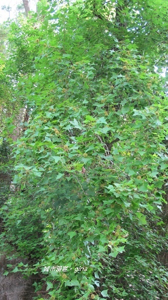 IMG_2619.JPG IMG_2619.JPG