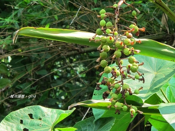 IMG_2644.JPG IMG_2644.JPG