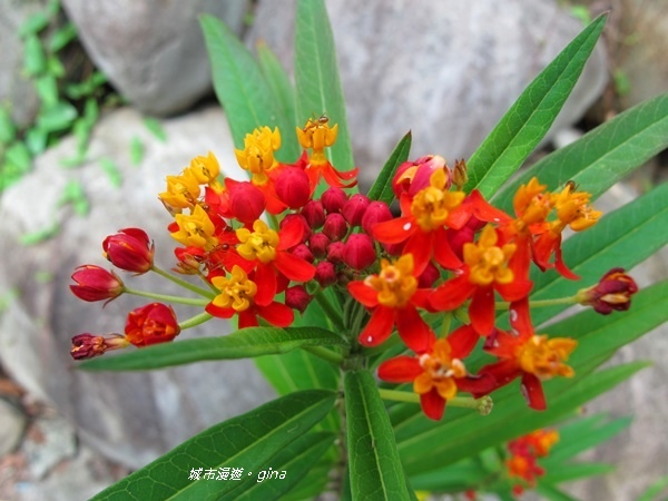 IMG_2657.JPG IMG_2657.JPG