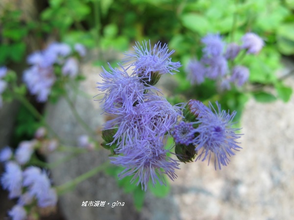 IMG_2660.JPG IMG_2660.JPG