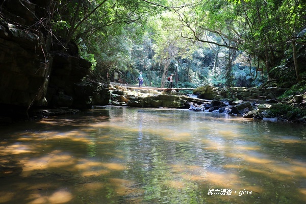 【南投魚池】天晴健行趣。 台版侏儸紀公園_澀水森林步道x山豬