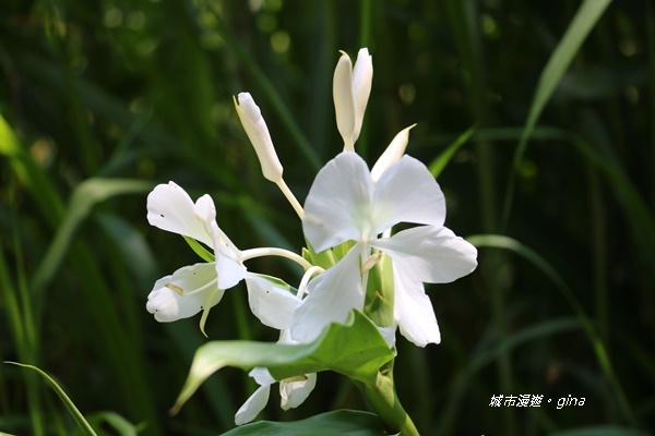 IMG_3684.JPG IMG_3684.JPG