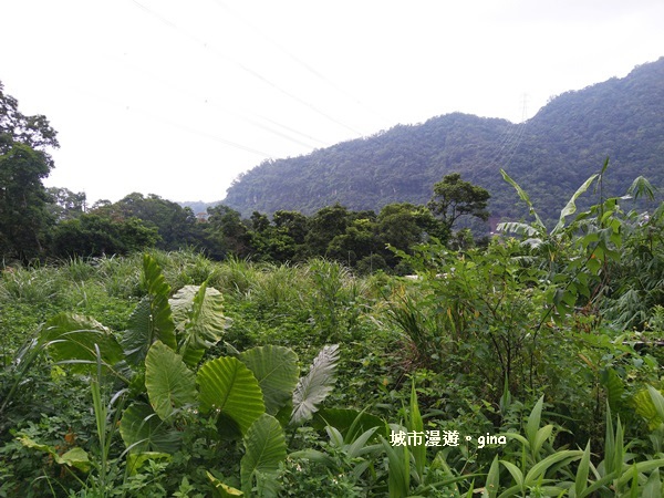 【台北文山區】遠離塵囂的茶香味。 台北市鐵觀音包種茶研發推廣