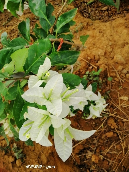 IMG_20181125_103347.jpg IMG_20181125_103347.jpg