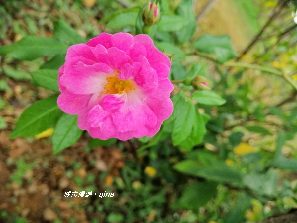 IMG_20181125_110900.jpg IMG_20181125_110900.jpg