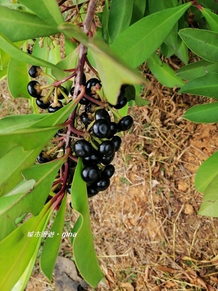 IMG_20181125_111004.jpg IMG_20181125_111004.jpg