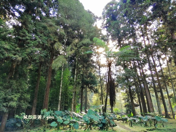 20181207_181207_0037.jpg 20181207_181207_0037.jpg