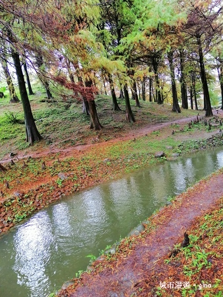 【宜蘭羅東】綠意盎然巧遇落羽松。 羅東運動公園