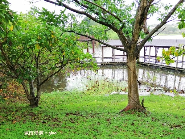 【宜蘭羅東】綠意盎然巧遇落羽松。 羅東運動公園