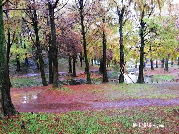 【宜蘭羅東】綠意盎然巧遇落羽松。 羅東運動公園