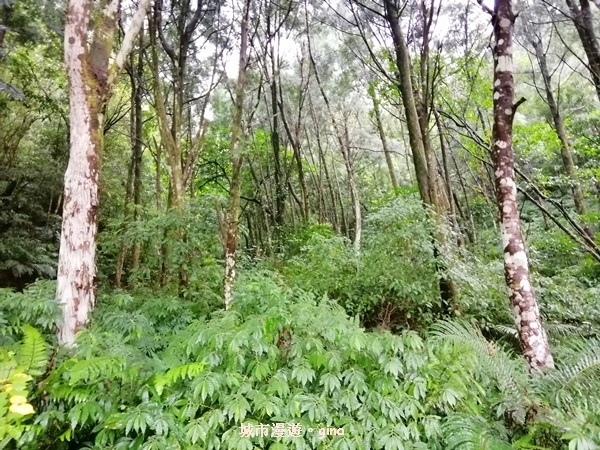 IMG_20181230_120717.jpg IMG_20181230_120717.jpg