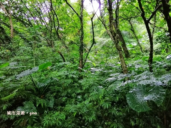 【宜蘭礁溪】綠意芬多精負離子~宜蘭小太魯閣。 林美石磐步道