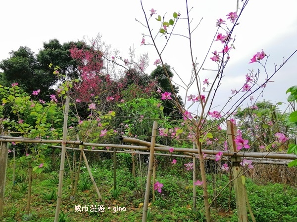 IMG_20190317_114547.jpg IMG_20190317_114547.jpg