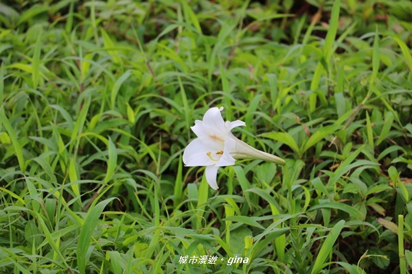 IMG_0039.JPG IMG_0039.JPG